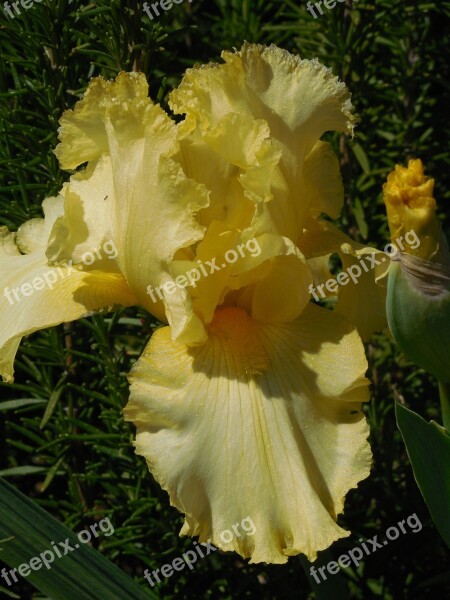 Iris Bloom Yellow Flower Plant