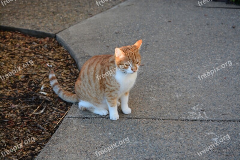 Cat Standing Feline Pet Animals