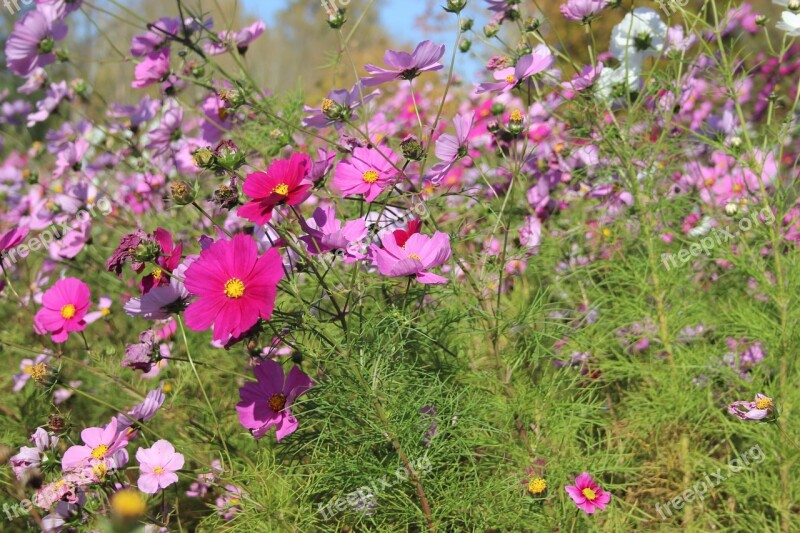 Flowers Cosmos Pink Nature Park Free Photos