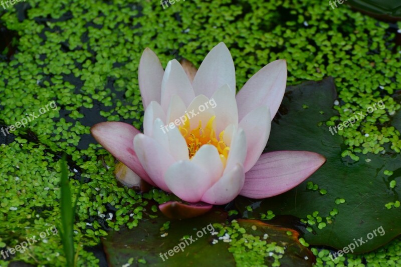 Waterlily Summer Flower White Pink