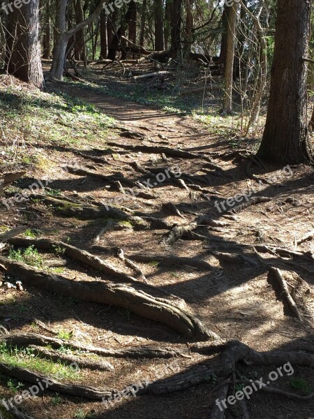 Roots Path Tree With Roots Difficult Path Free Photos