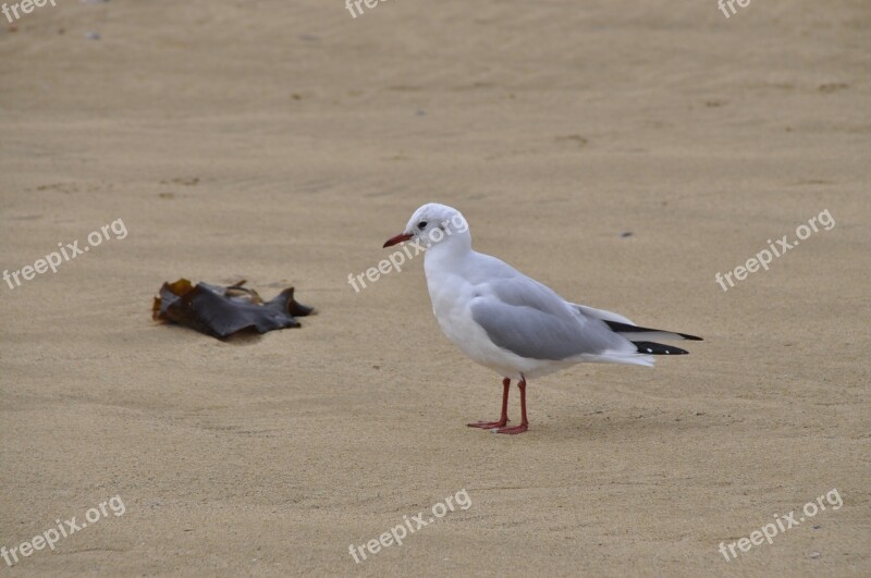 Seagull Sand Beach Coast Normandy Free Photos