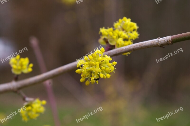 Spring Spring Awakening Spring Blossoms Blossom Bloom