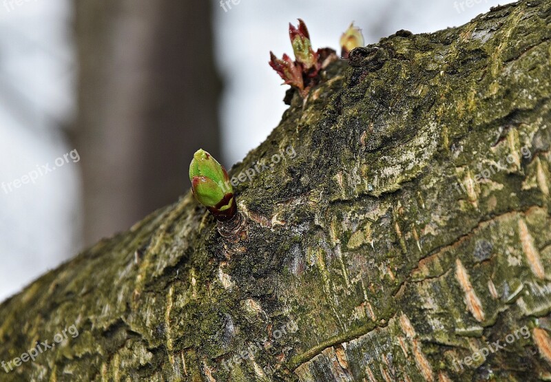 Nature Tree Spring The Buds Landscape