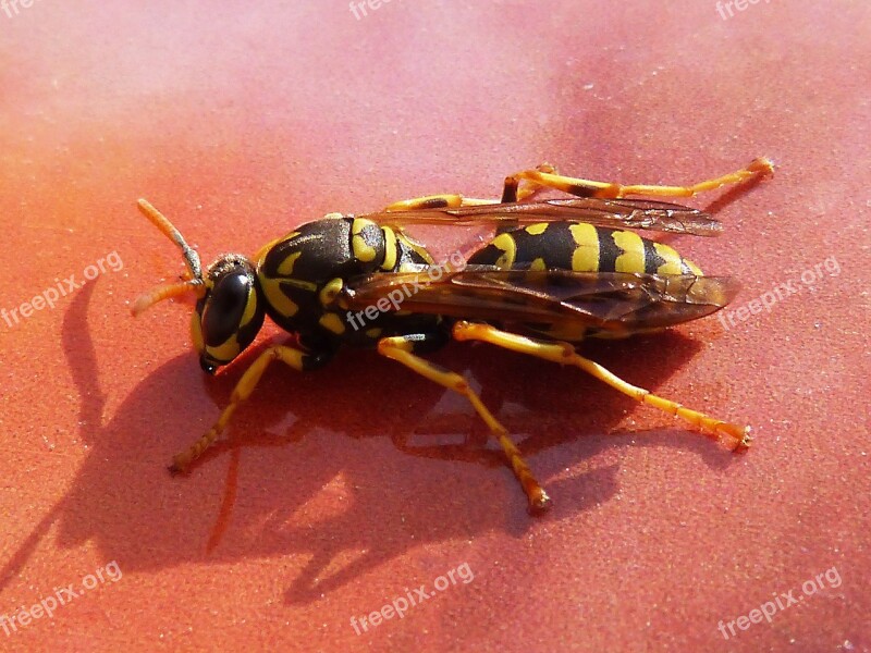 Wasp Yellow And Black Insect Detail Free Photos