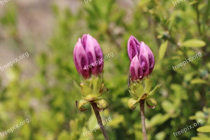 Azalea Azalea Flowers Spring Nature Plants