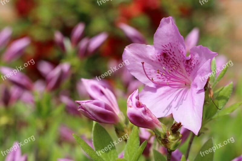 Azalea Azalea Flowers Spring Nature Plants