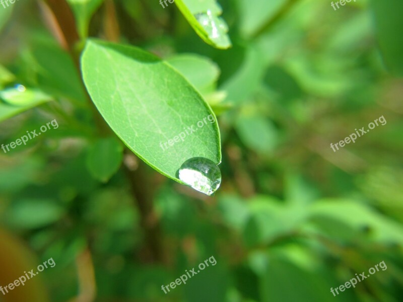 Drop Dew Leaf Nature Drop Of Water