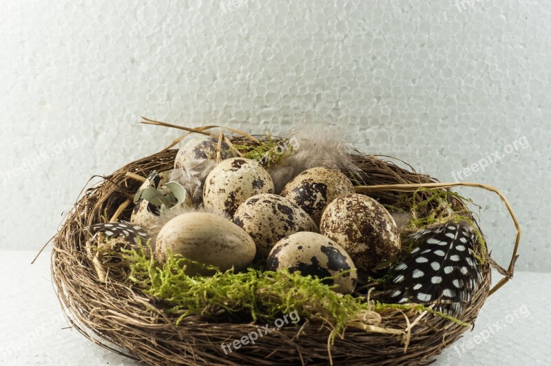 Bird's Nest Bird Eggs Scrim Nest Free Photos