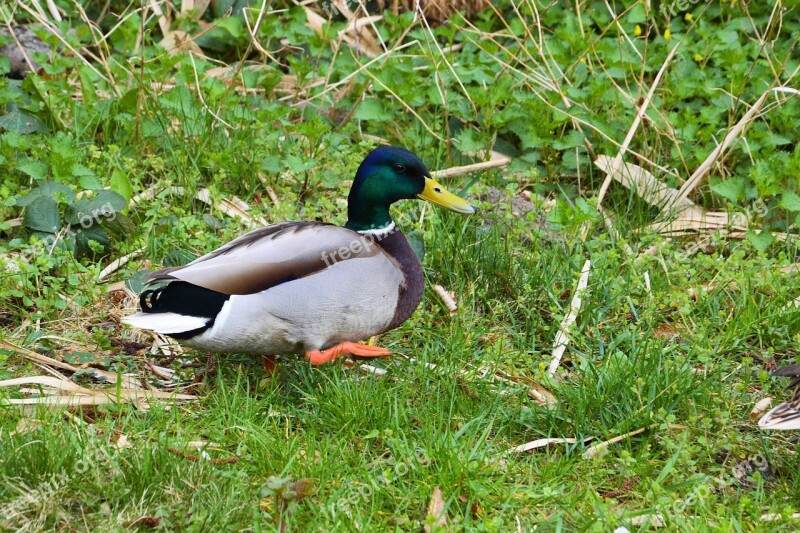 Mallard Drake Meadow Water Bird Nature