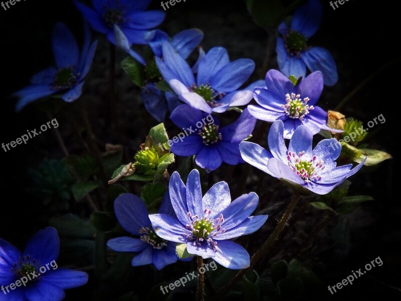 Blue Flower Blue Flower Garden Nature