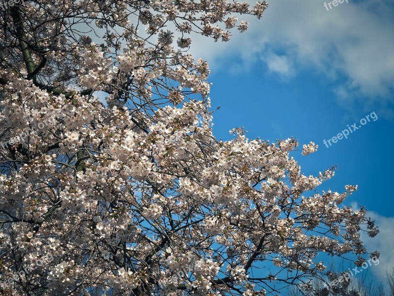 Cherry Blossom Cherry Blossom Bloom Spring