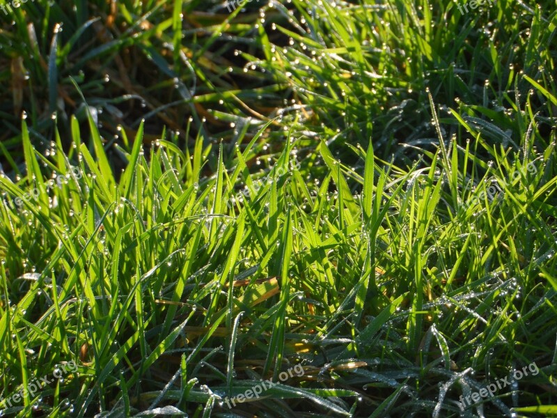 Drop Of Water Grass Meadow Dew Halme