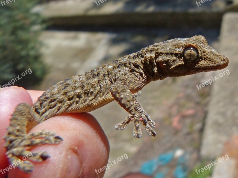 Gecko Dragon Detail Hand Lizard