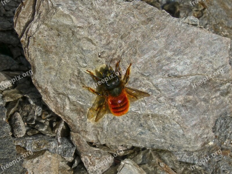 Orange Bee Wasp Bee Rock Free Photos