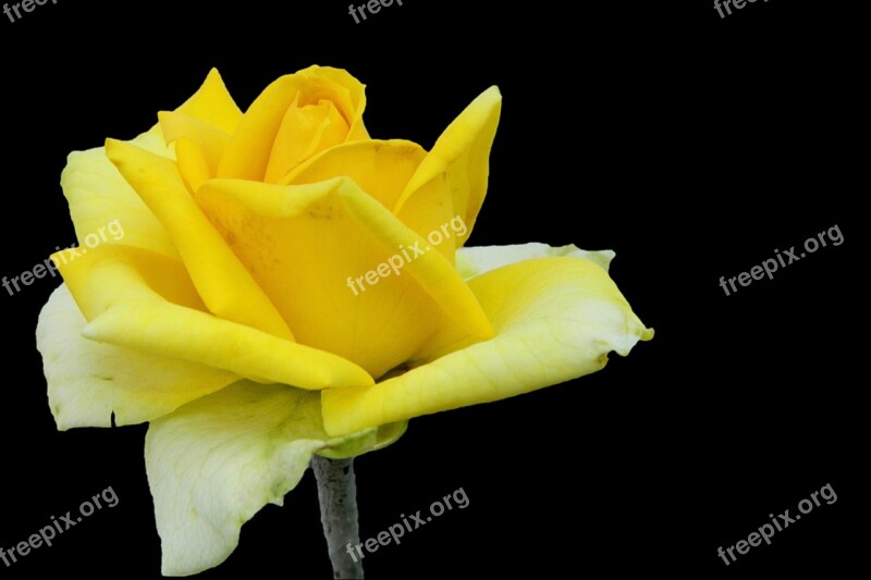 Rose Yellow Blossom Bloom Rose Bloom