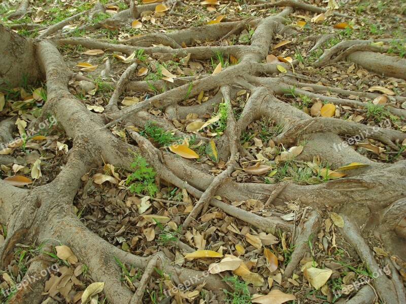 Roots Tree Nature Trees Forest