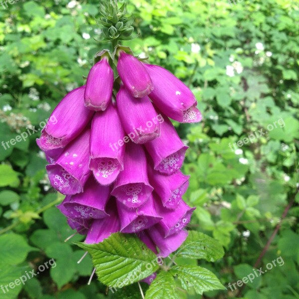 Foxgloves Flower Toxic Cerise Summer