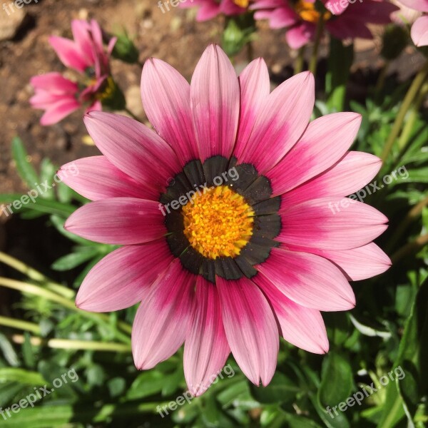 Gazania Flower Summer Outdoor Free Photos