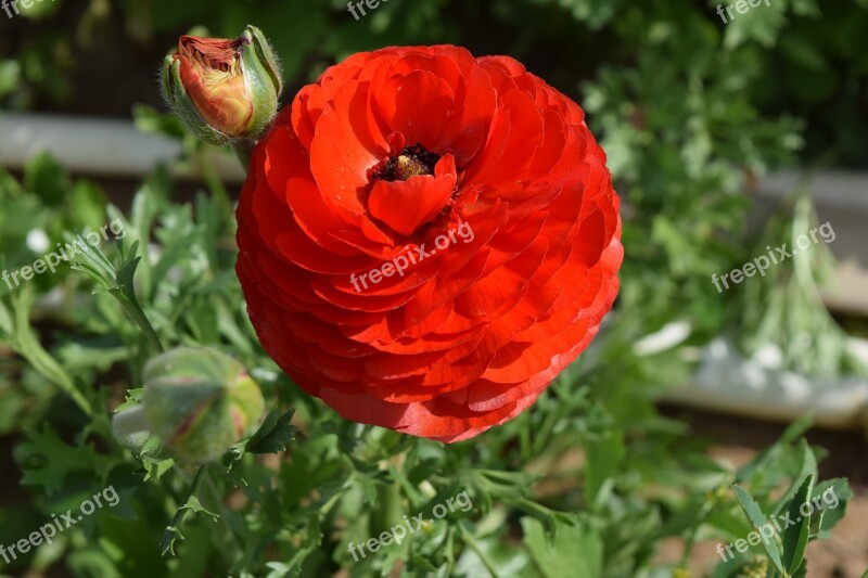 Ranunculus Flower Blossom Free Photos