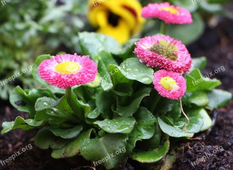 Daisies Flower Pink Plant Nature