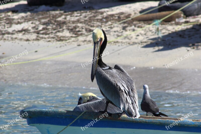 Pelican Beach Sea Bird Fishermen Free Photos