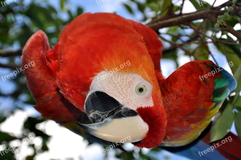 Parrot Bird Ara Beak Red