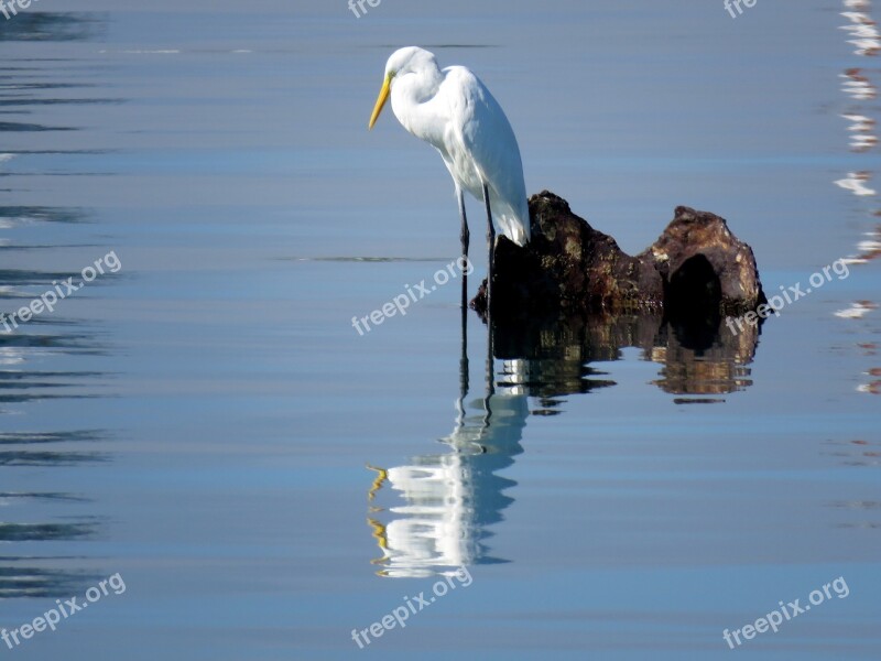 Heron Bird Water Reflection Water Birds