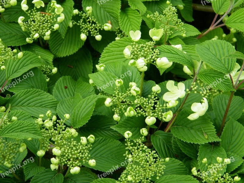 Viburnum Plant Flowering Free Photos