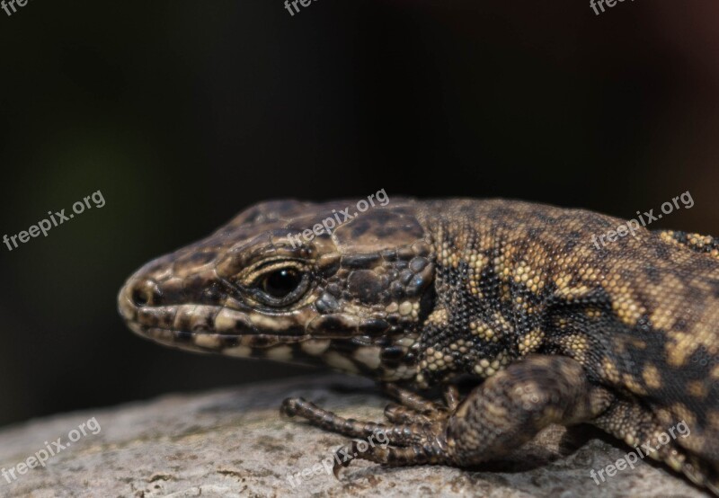 Lizard Reptiles Nature Scales Municipality