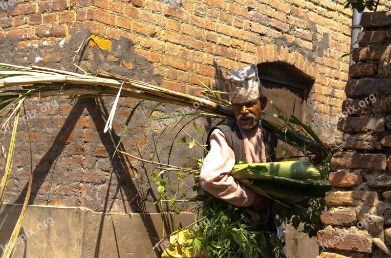 Old Man Weed Nepal Senior Farmer