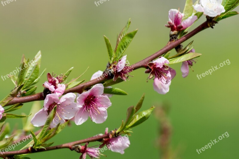 Flower Pesco Flowers Tree Colorful