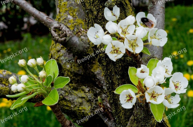 Flowers However White Spring Bloom