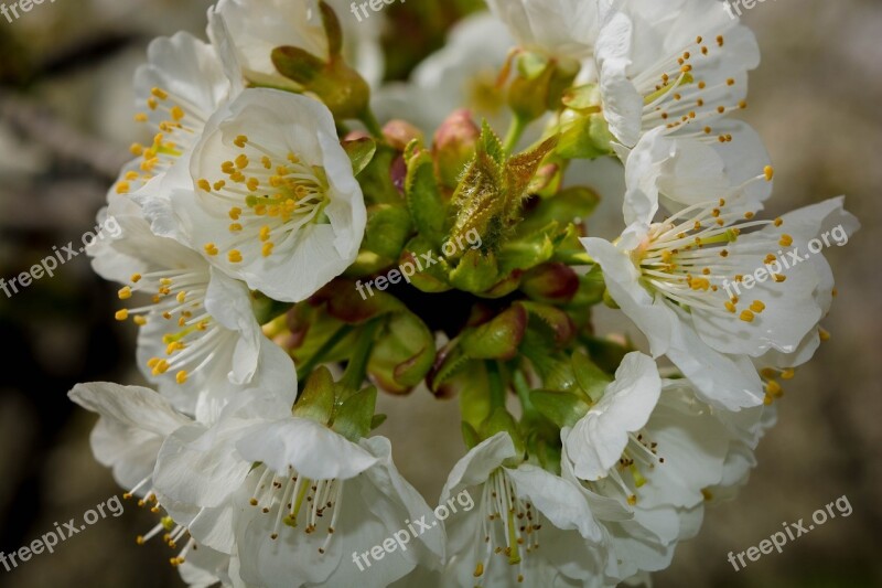 Flowers Cherry Nature Spring Cherry Blossom