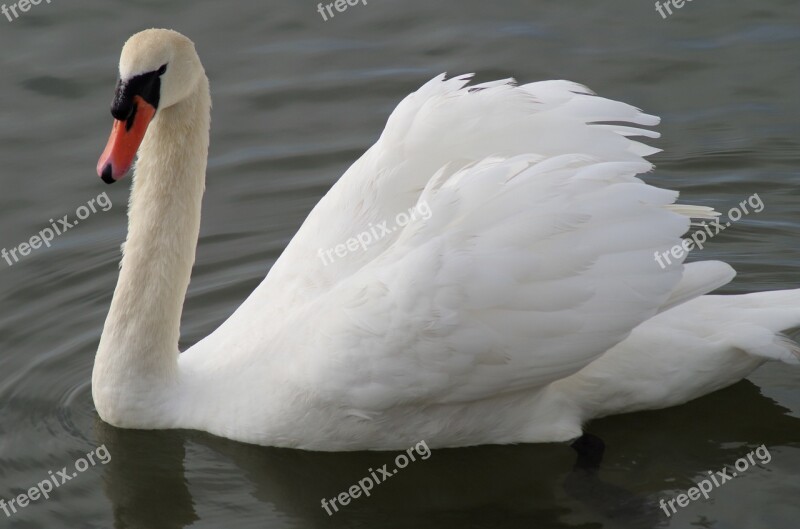 Swan Feathers Water Bird Beak