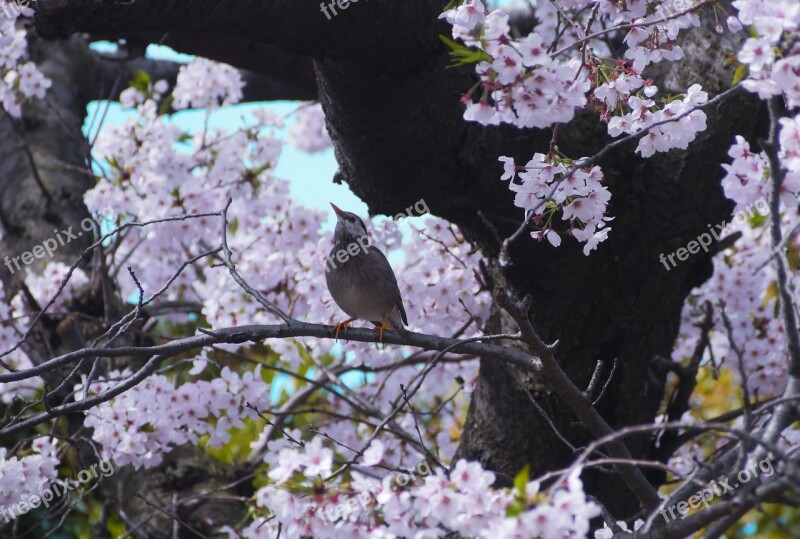 Cherry Blossoms Bird Yoshino Cherry Tree Pink Green