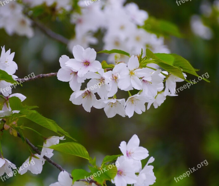 Wild Cherry Cherry Blossoms White Green Leaf