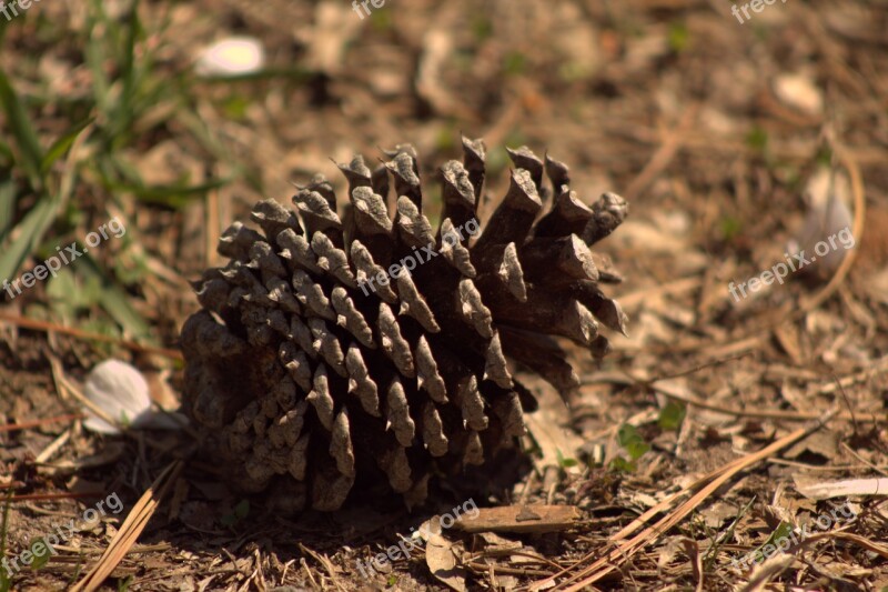 Spring Acorn Tree Plant Oak