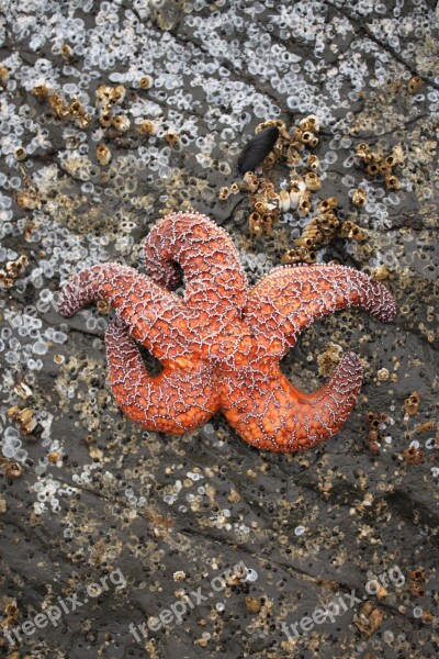 Starfish Beach Barnacles Coast Nature