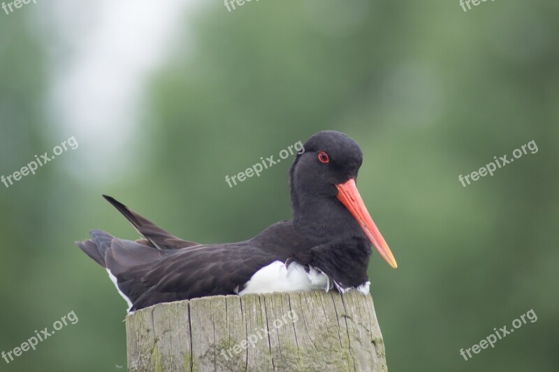 Oystercatcher Bird Nature Wildlife Britain