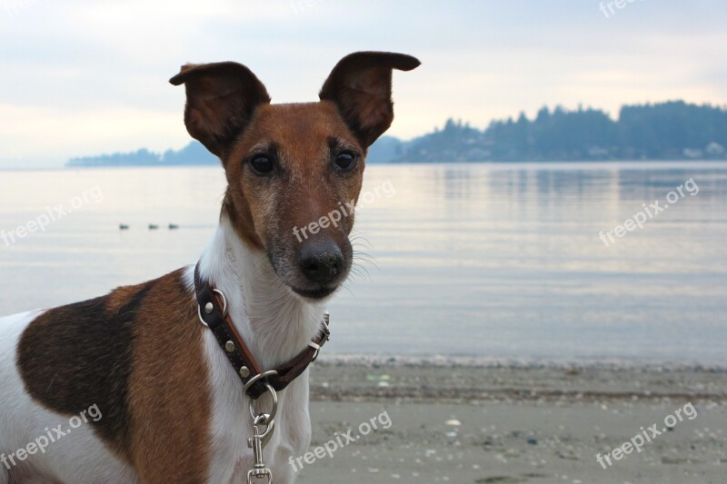 Dog Smooth Fox Terrier Terrier Animal Canine