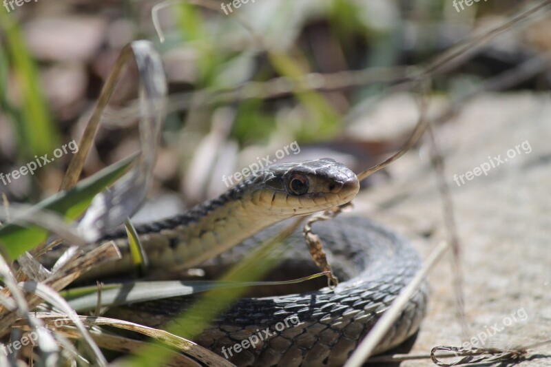 Snake Reptile Wildlife Nature Garter