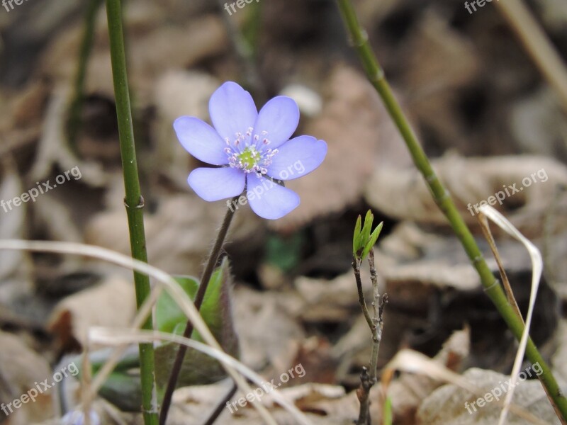 Hepatica Forest Idyllic Free Photos