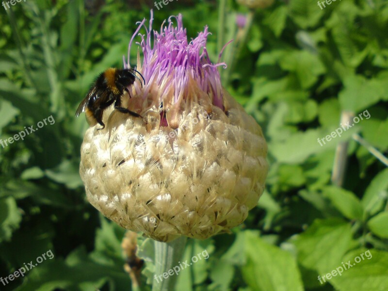 Thistle Bee Insect Bumblebee Free Photos