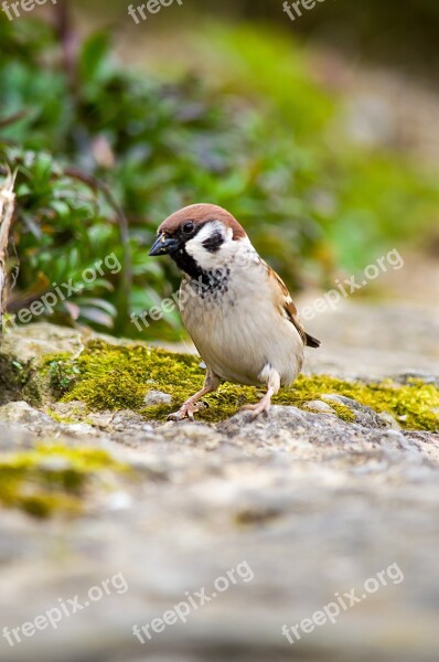 Bird Songbird Nature Spring Feather