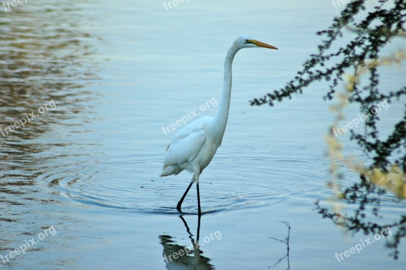 Great Egret Bird Water Egret Nature