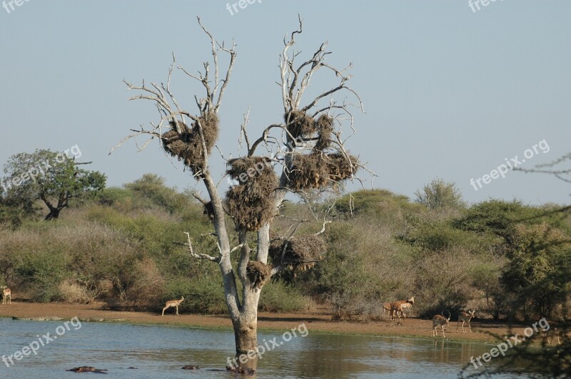 Nesting Birds K Bird Nest Nature