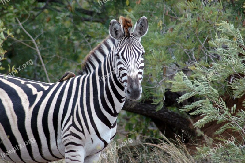 Zebra Kruger National Park South Africa Africa Kruger