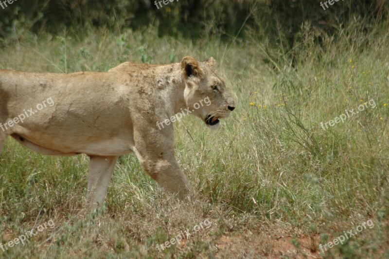 Lioness Lion Cat Wild Animal