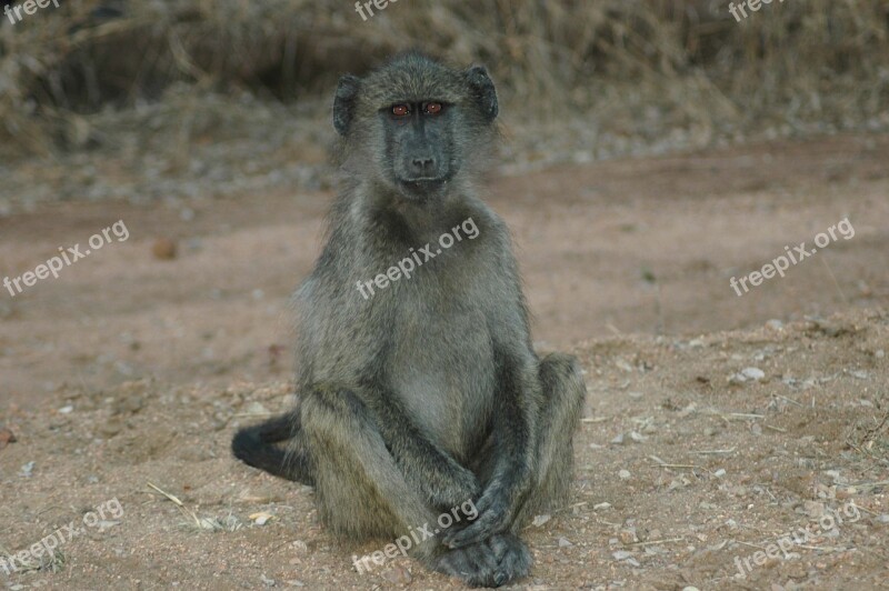 Baby Baboon South Africa Kruger National Park Baboon Free Photos